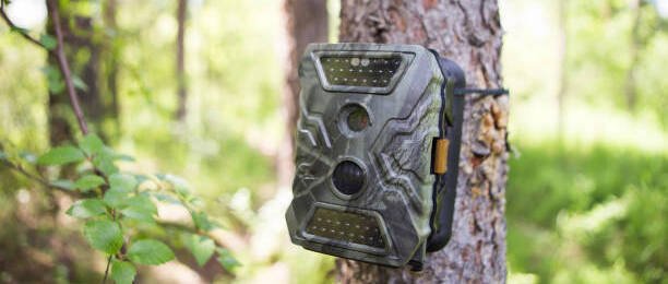 Camera traps with infrared light and a motion detector attached by straps on a tree photograph animals in the Siberian taiga.