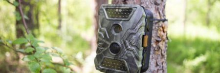 Camera traps with infrared light and a motion detector attached by straps on a tree photograph animals in the Siberian taiga.